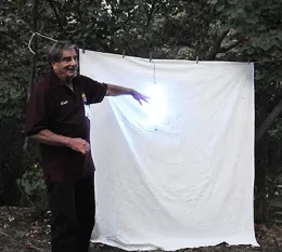 Bohart Museum associate Greg Kareofelas stands by the blacklighting display, a highlight of Moth Night, set July 21. (Photo by Kathy Keatley Garvey)