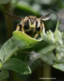 A European wool carder bee eyes the photographer. (Photo by Kathy Keatley Garvey)