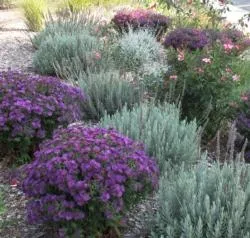 Plant grouping by similar water needs, WUCOLS