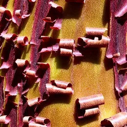 Manzanita bark