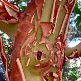 Madrone bark
