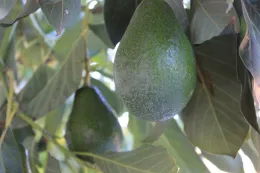 Avocados - UC ANR South Coast REC