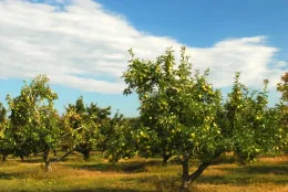 Orchard Citrus Fruit