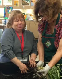 Dividing houseplants