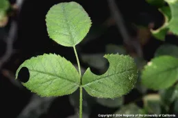 Green leaves with circular divots along their edges, indicating damage from leafcutter bees.