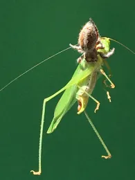 Spider with a katydid meal