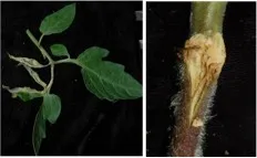 Unilateral and vascular symptoms