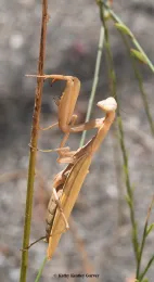 A female praying mantis strikes a pose. (Photo by Kathy Keatley Garvey)