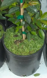 Liverwort is a primitive well-known weed in Central Coast nursery crops