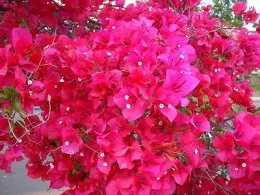 Bougainvillea 'San Diego Red'