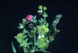 Houndstongue image from 