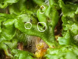 Liverwort apical nothces are circled
