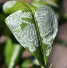 Citrus leafminer mines