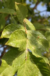 Feeding by aphids created this sticky honeydew on crape myrtle leaves. (Credit: Belinda Messenger-Sikes)