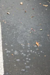 Pavement sticky with honeydew that dripped from a nearby tree. (Credit: Belinda Messenger-Sikes)