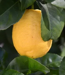 The Asian citrus psyllid is a major threat to the multibillion dollar citrus industry in the United States. (Photo by Kathy Keatley Garvey)