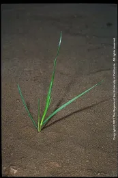 Ryegrass