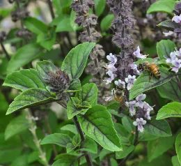 African Blue Basil. Click to enlarge.