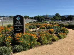 A sign for UCCE Master Gardeners of Santa Clara County stands in a colorful garden filled with orange poppies and other flowers at Martial Cottle Park, under a clear blue sky.