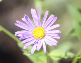 Aster frikartii (Wonder of Staffa)