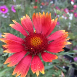 Gaillardia aristata (Blanketflower)