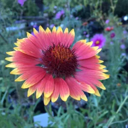Gaillardia aristata (Blanketflower)
