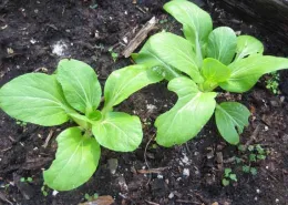 Bok Choy Seedlings