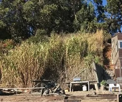 Arundo donax<br>Giant Reed