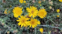 Grindelia camporum flowers (gumweed), J. Alosi