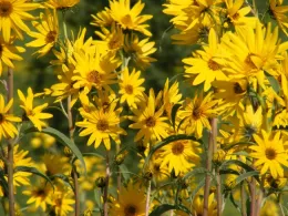 Helianthus maximiliani, Wiki Creative Commons