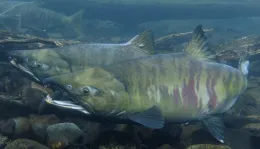 Bear Yuba Land Trust Salmon Trek Nov 10th at SFREC