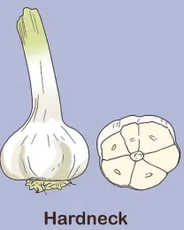 hardneck garlic