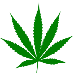 Cannabis leaf. Wikimedia Commons