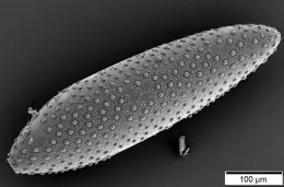 Electron micrograph of a mosquito egg (Mogana Das Murtey and Patchamuthu Ramasamy, Wikipedia)