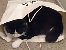 Cat in bag