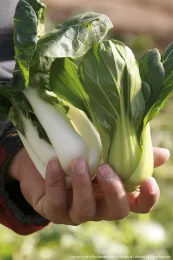 A hand holding multiple stalks of fresh bok choy, showcasing white stalks and green leaves, with a blurred garden background.