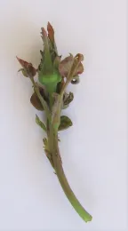 rose damage heritage 003 (2)