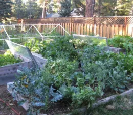 raised garden bed of cruciferous leafy green vegetables