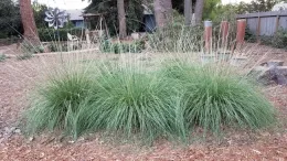 Deergrass by J. Alosi