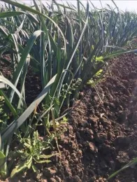 Photo 1. Weeds in untreated