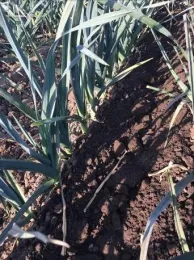 Photo 2. Weed control in prometryn at 1.0 pint/A