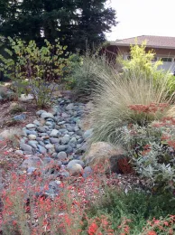 Dry creek rain swale in suburban landscape by A. Springer