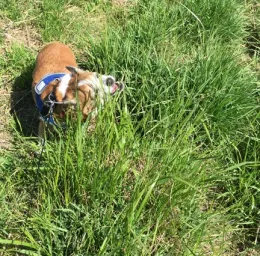 Ticks can climb tall grass and wait to snag an animal's fur or your denim jeans, according to the University of Cincinnati news releae. (Photo by Kathy Keatley Garvey)