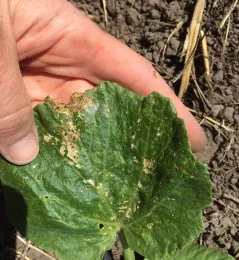 diseased leaf_cropped