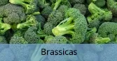 Brassicas_Final