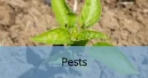 InsectPests_Final