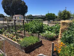 Community garden with raised beds filled with vegetables and flowers, a shed in the background, and trees surrounding the area under a blue sky.