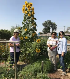 Three women stand smiling in a community garden, surrounded by bright sunflowers and lush greenery.