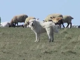 Great Pyrenee dog guarding sheep from coyotes.