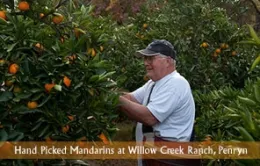 Willow Creek Orchard mandarin picker